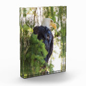 Bald Eagle perches in Douglas Fir Fotoblock (Links)