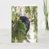 Bald Eagle perches in Douglas Fir Karte (Vorderseite)