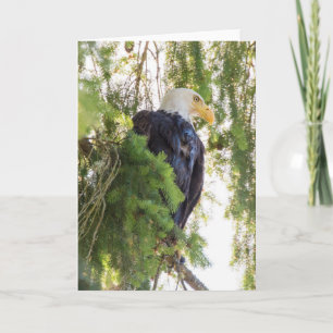 Bald Eagle perches in Douglas Fir Karte