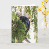Bald Eagle perches in Douglas Fir Karte (Gelbe Blume)