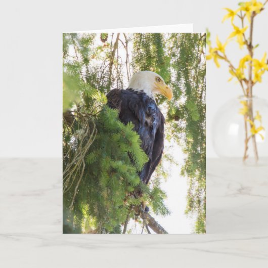 Bald Eagle perches in Douglas Fir Karte (Gelbe Blume)