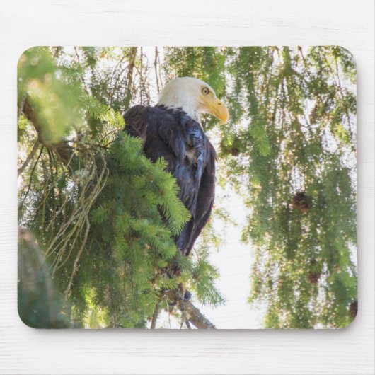 Bald Eagle perches in Douglas Fir Mousepad (Vorne)