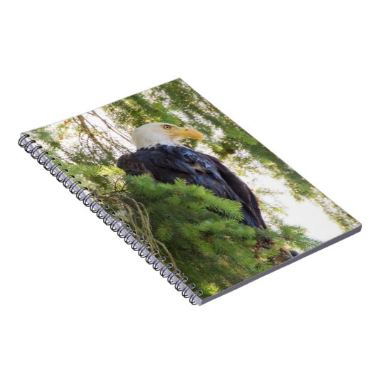 Bald Eagle perches in Douglas Fir Notizblock (Rechte Seite)