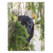 Bald Eagle perches in Douglas Fir Notizblock (Vorderseite)