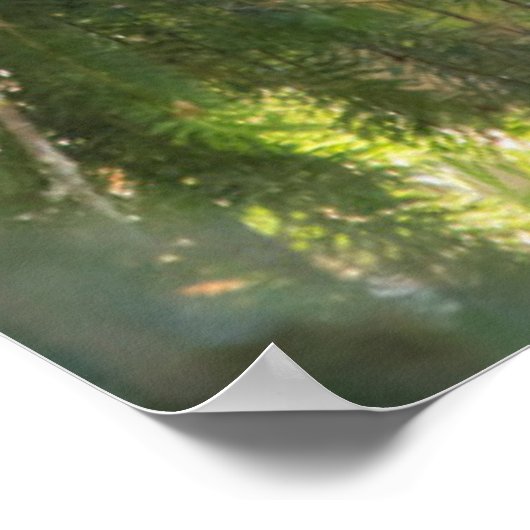 Bald Eagle perches in Douglas Fir Poster (Ecke)