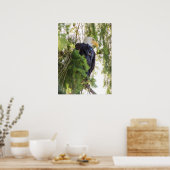 Bald Eagle perches in Douglas Fir Poster (Küche)