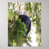 Bald Eagle perches in Douglas Fir Poster (Vorne)