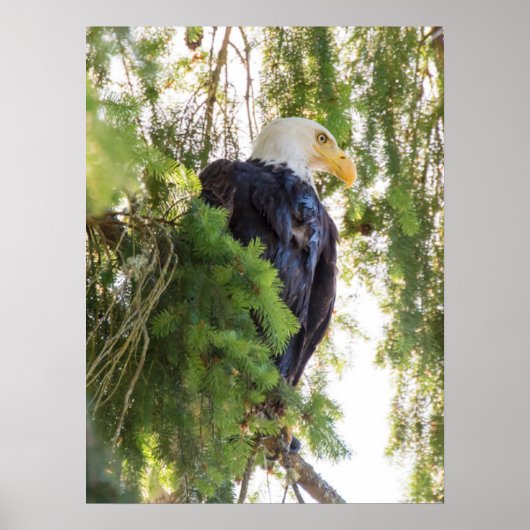 Bald Eagle perches in Douglas Fir Poster (Vorne)