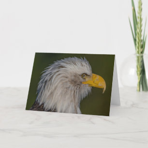 Bald Eagle Portait Vielen Dank Ihrer Karte