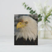 Bald Eagle Portrait Foto Postkarte (Stehend Vorderseite)