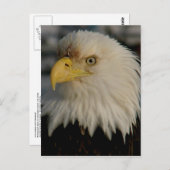Bald Eagle Portrait Foto Postkarte (Vorne/Hinten)