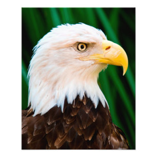 Bald Eagle Portrait Fotodruck