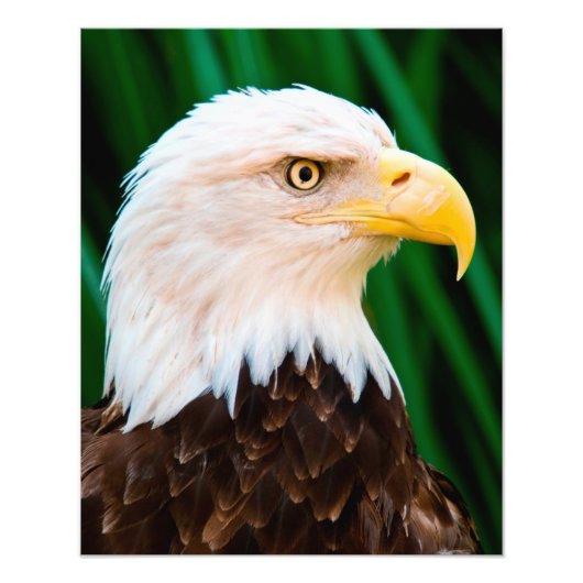 Bald Eagle Portrait Fotodruck (Vorne)