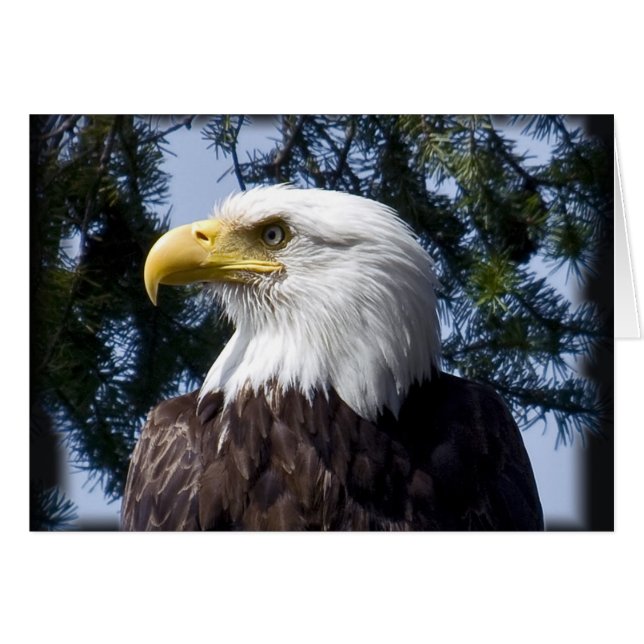 Bald Eagle Portrait - Karte (Vorderseite (Horizontal))