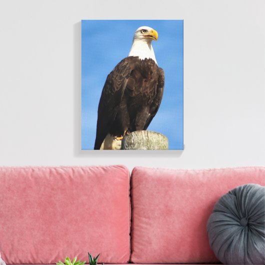 Bald Eagle Portrait Leinwand Wrap (Insitu (Wohnzimmer))