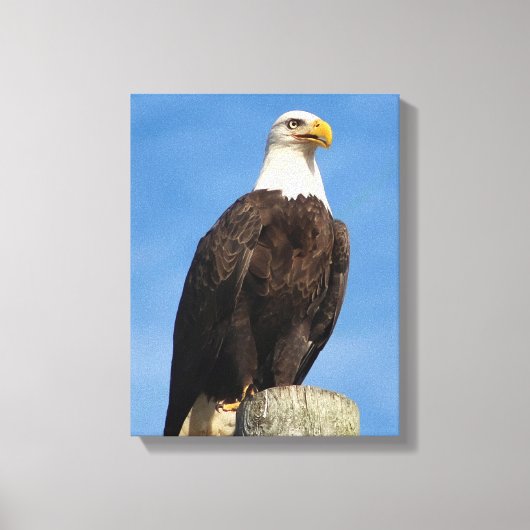 Bald Eagle Portrait Leinwand Wrap (Vorderseite)