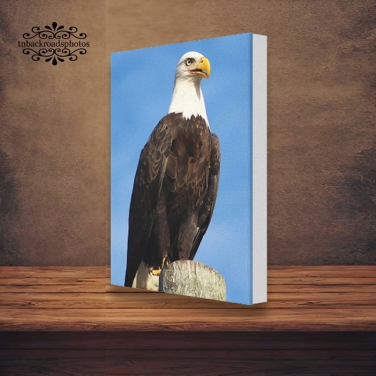 Bald Eagle Portrait Leinwand Wrap