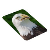 Bald Eagle Portrait Magnet (Rechte Seite)