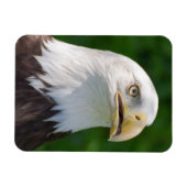 Bald Eagle Portrait Magnet (Horizontal)