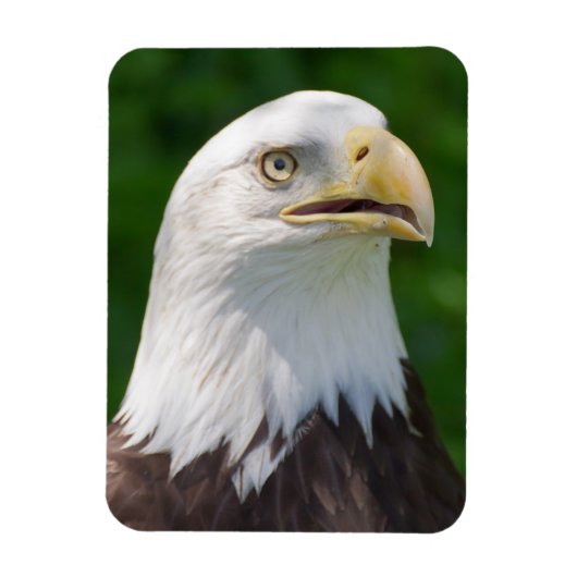 Bald Eagle Portrait Magnet (Vertikal)