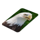 Bald Eagle Portrait Magnet (Linke Seite)