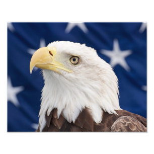 Bald Eagle Portrait mit Sternen Fotodruck