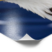Bald Eagle Portrait mit Sternen Fotodruck (Ecke)