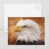 Bald Eagle Portrait Postkarte (Vorne/Hinten)