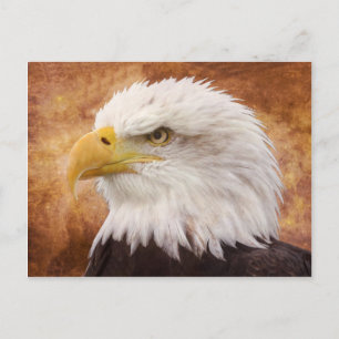 Bald Eagle Portrait Postkarte