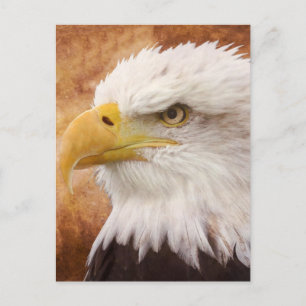 Bald Eagle Portrait Postkarte