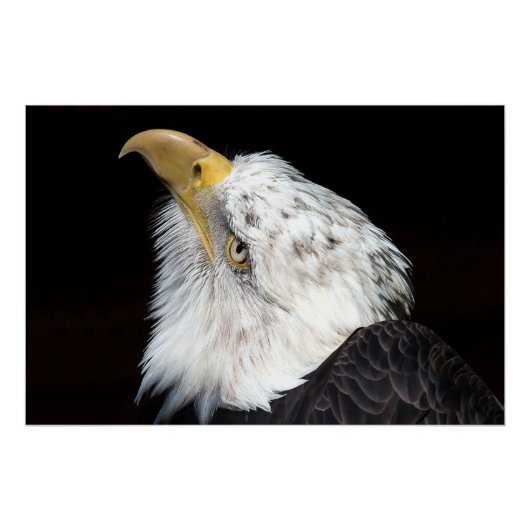 Bald Eagle Portriat Poster (Vorderseite)