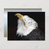 Bald Eagle Portriat Postkarte (Vorne/Hinten)