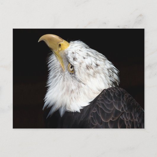 Bald Eagle Portriat Postkarte (Vorderseite)