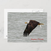Bald Eagle Post Card Postkarte (Vorne/Hinten)