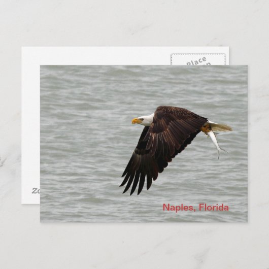 Bald Eagle Post Card Postkarte (Vorne/Hinten)