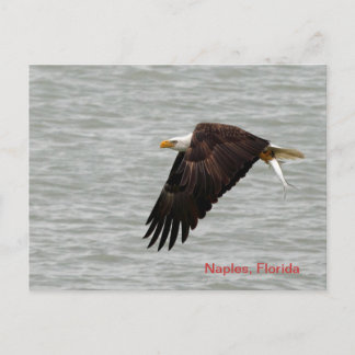 Bald Eagle Post Card Postkarte