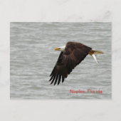 Bald Eagle Post Card Postkarte (Vorderseite)