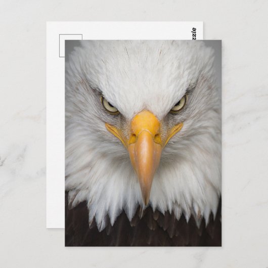 Bald Eagle Postcard Postkarte (Vorne/Hinten)