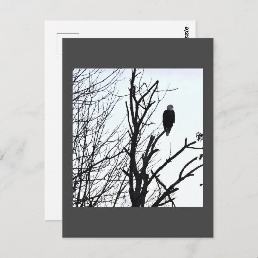 Bald Eagle Postcard Postkarte (Vorne/Hinten)