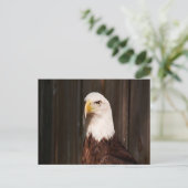 Bald Eagle Postcard Postkarte (Stehend Vorderseite)
