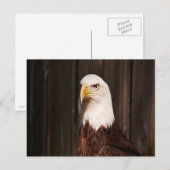 Bald Eagle Postcard Postkarte (Vorne/Hinten)