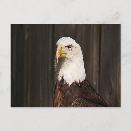Bald Eagle Postcard Postkarte (Vorderseite)