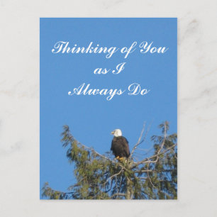 Bald Eagle Postcard Postkarte