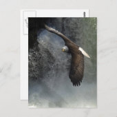 Bald Eagle Postcard Postkarte (Vorne/Hinten)