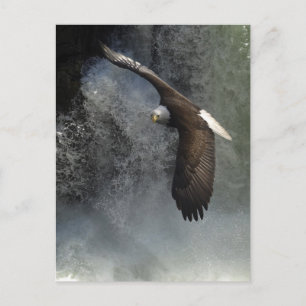 Bald Eagle Postcard Postkarte