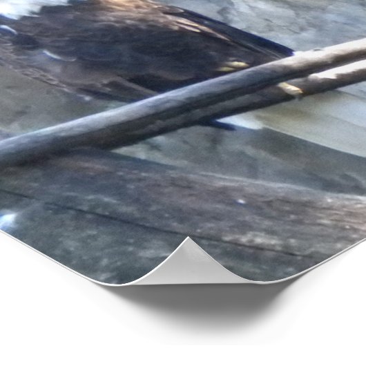 Bald Eagle Poster (Ecke)
