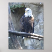 Bald Eagle Poster (Vorne)