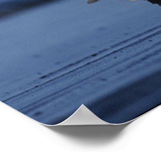 Bald Eagle Poster (Ecke)