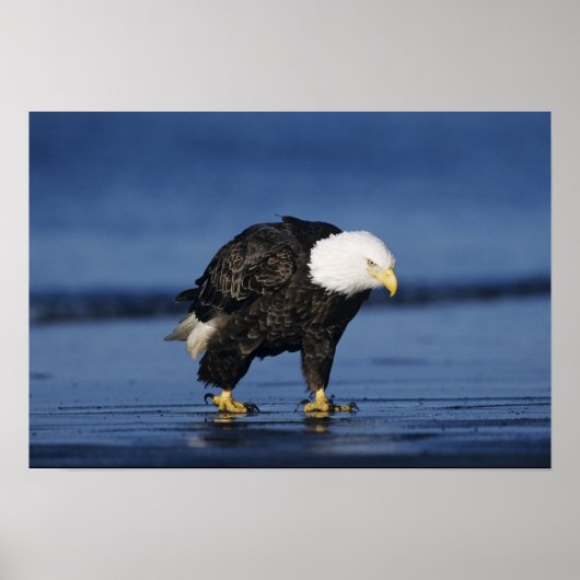 Bald Eagle Poster (Vorne)