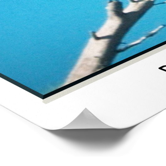 Bald Eagle Poster (Ecke)